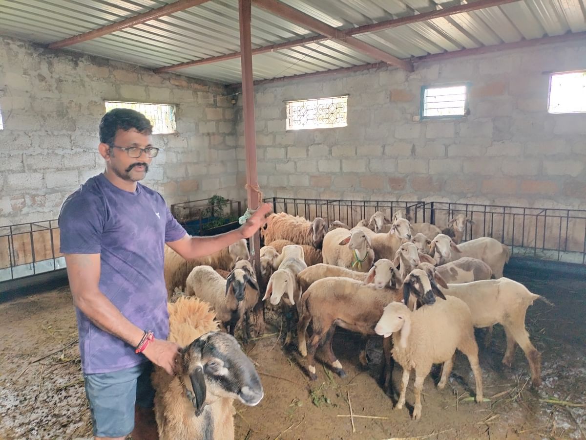 ಕುರಿಗಳ ಜೊತೆ ವಕೀಲ ಕೆ.ಎಸ್‌.ಕೃಷ್ಣಮೂರ್ತಿ