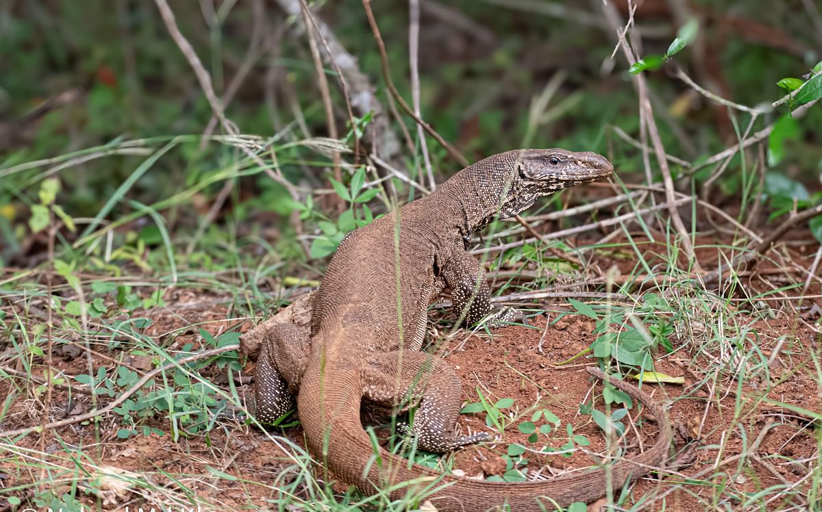 ಸಫಾರಿ ವೇಳೆ ಕಾಣಿಸಿಕೊಂಡ ದೈತ್ಯ ಉಡ