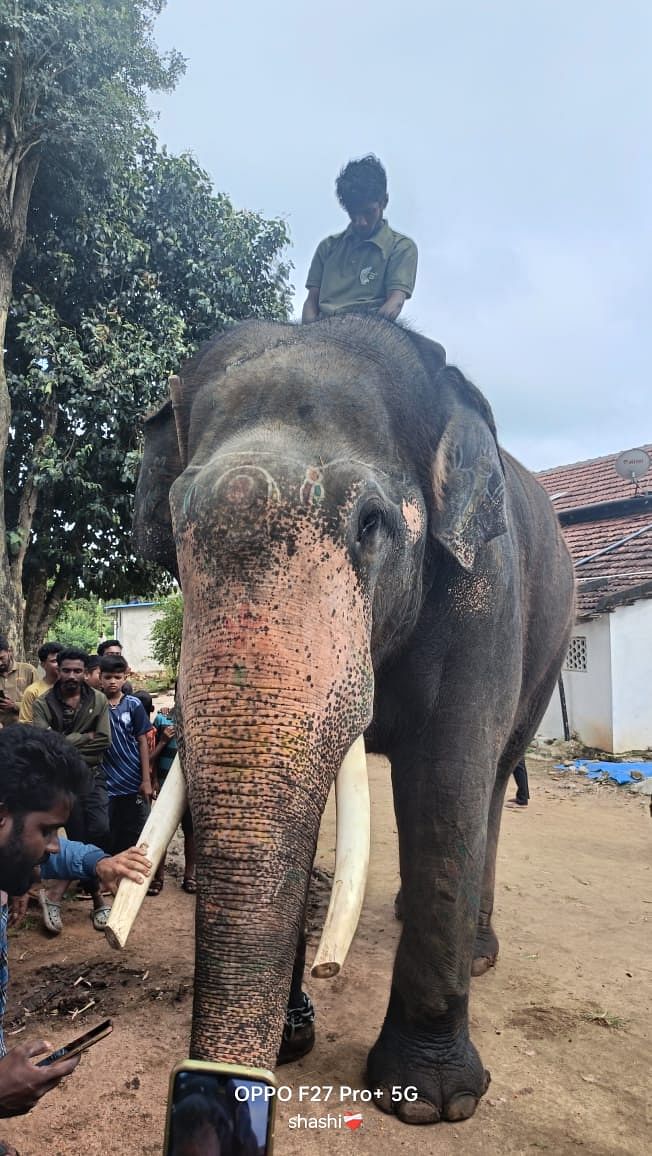 ಕಾಡಾನೆಗಳನ್ನು ಕಾಡಿಗೆ ಓಡಿಸಲು ಕಾರ್ಯಾಚರಣೆಗೆ ಕರೆತಂದ ಭೀಮ ಆನೆ.