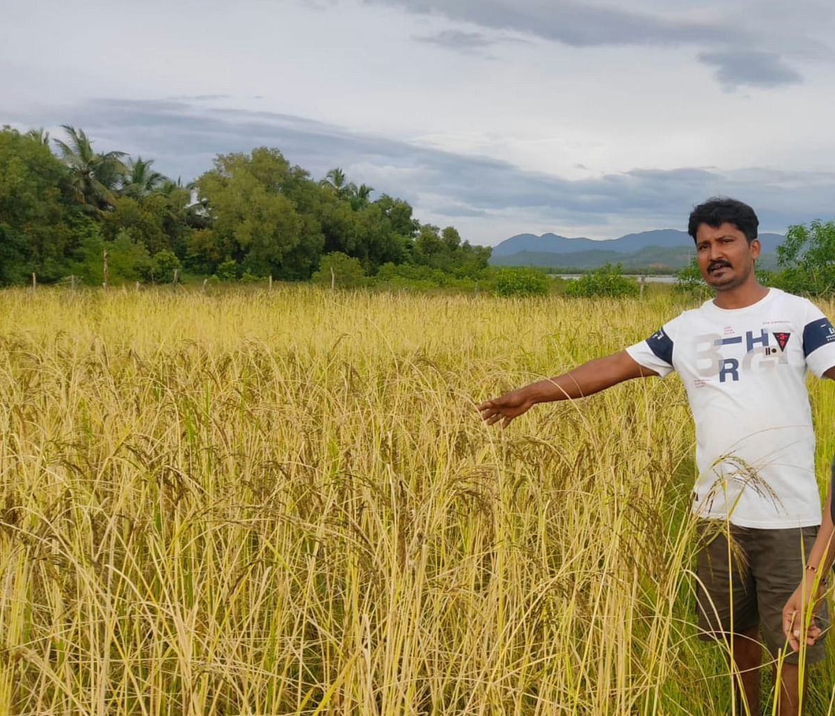 ಕುಮಟಾ ತಾಲ್ಲೂಕಿನ ಕಾಗಾಲದಲ್ಲಿರುವ ಭತ್ತದ ಬೆಳೆಯೊಂದಿಗೆ ಕೃಷಿಕ ನಾಗರಾಜ ನಾಯ್ಕ