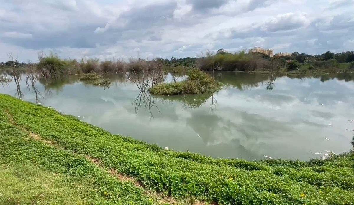 ಆನೇಕಲ್ ತಾಲ್ಲೂಕಿನ ಚಿಕ್ಕನಾಗಮಂಗಲ ಕೆರೆ ನೋಟ