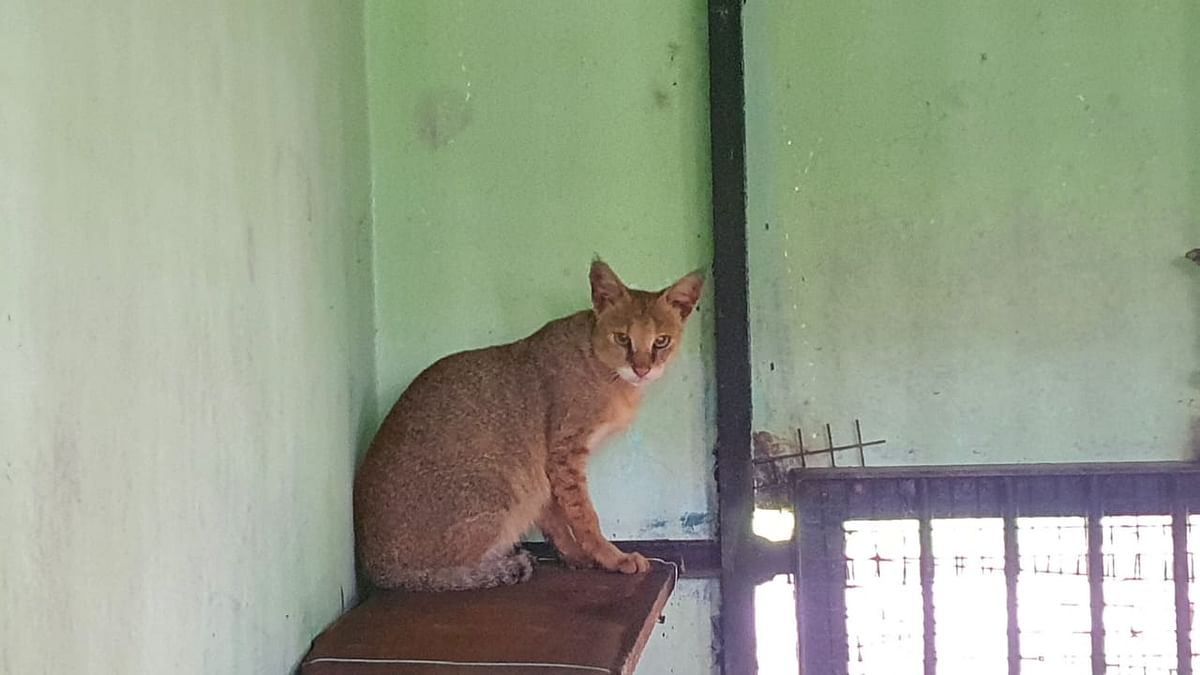 ಕಾಡು ಬೆಕ್ಕು