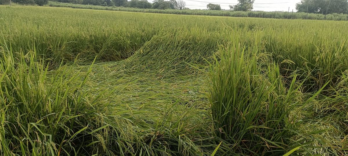 ಅಳ್ನಾವರದಲ್ಲಿ ಮಳೆಯ ಹೊಡೆತಕ್ಕೆ ಮಲಗಿದ ಭತ್ತದ ಫಸಲು