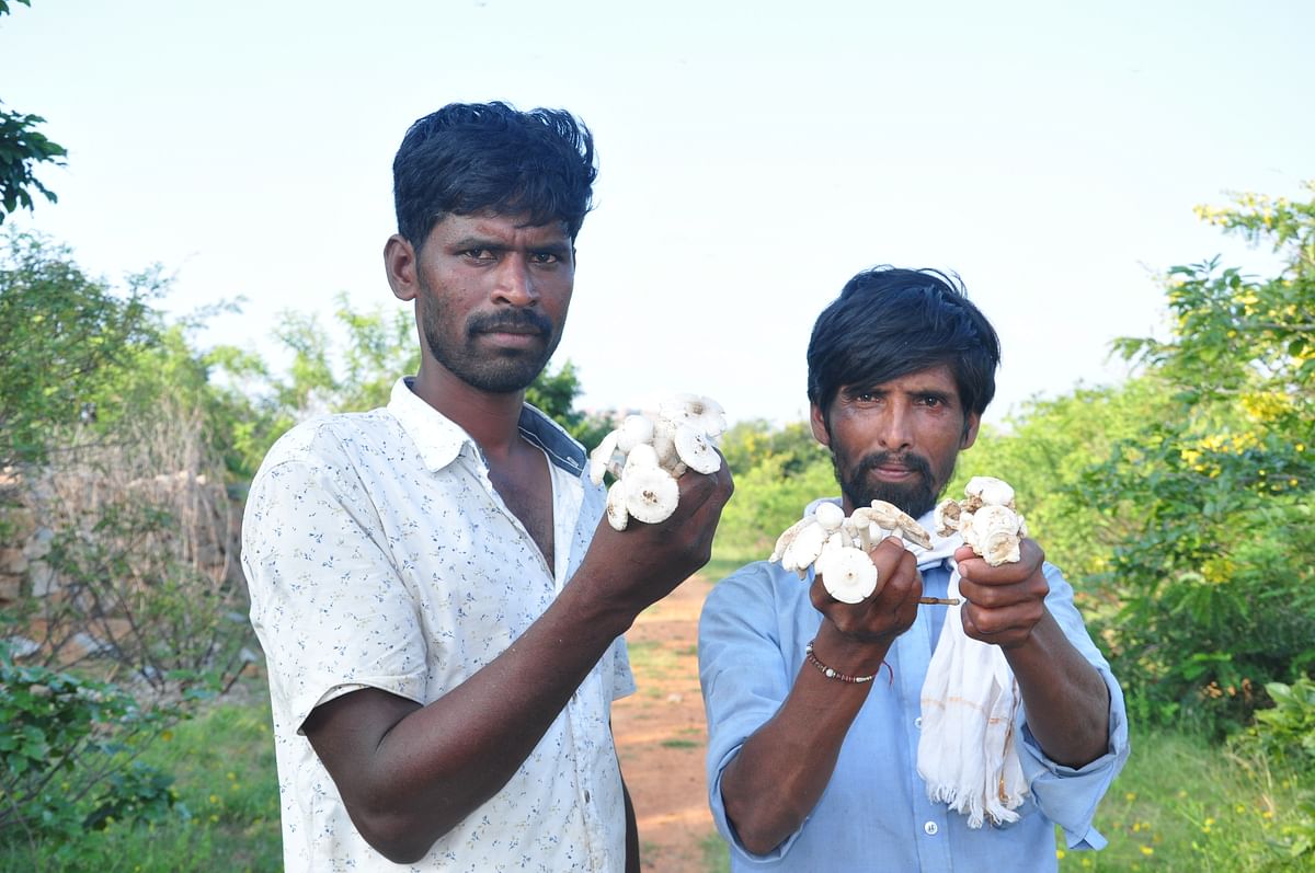 ಅಣಬೆ ಸಿಕ್ಕ ಖುಷಿಯಲ್ಲಿ