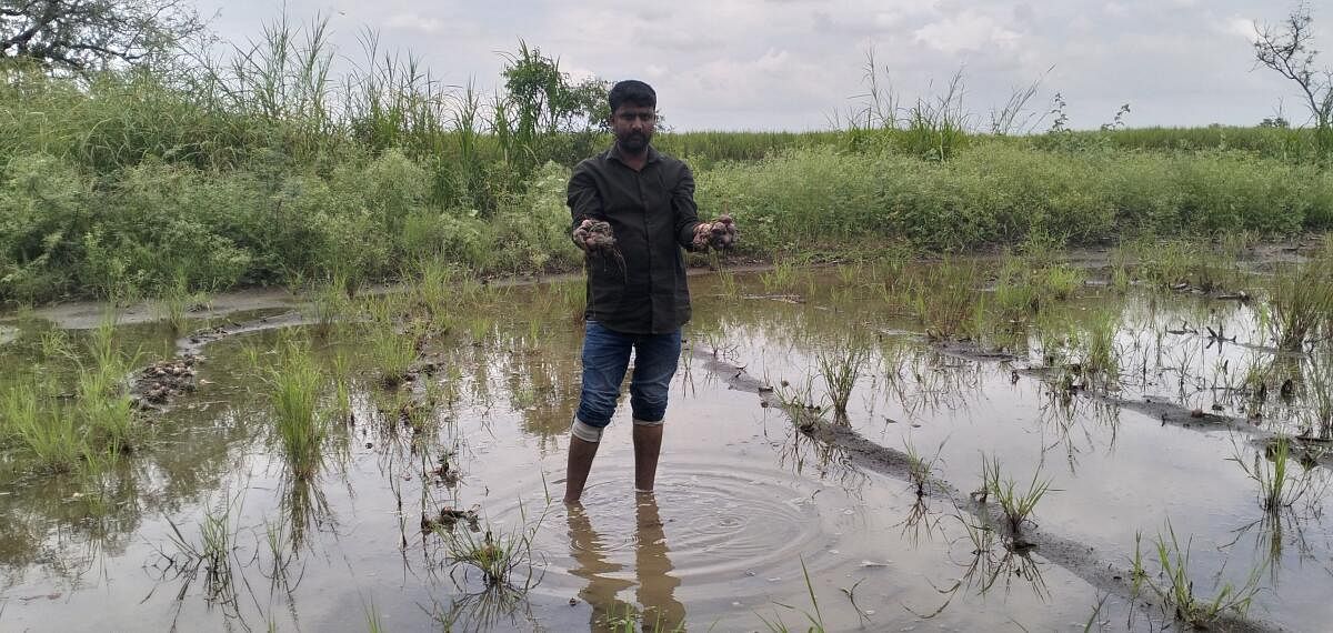 ಬೆಳಗಾವಿ ಜಿಲ್ಲೆಯ ಯರಗಟ್ಟಿಯ ರೈತ ವೆಂಕಟೇಶ ಮಿಕಲಿ ₹1ಲಕ್ಷ ಖರ್ಚು ಮಾಡಿ ಮೂರು ಎಕರೆಯಲ್ಲಿ ಬೆಳೆದಿದ್ದ ಈರುಳ್ಳಿ ಕೊಳೆಯುತ್ತಿದೆ. ನಿರಂತರ ಮಳೆಯಿಂದ ಹೊಲದಲ್ಲಿ ನೀರು ನಿಂತಿದ್ದು ಅಂದಾಜು ₹7 ಲಕ್ಷದ ಫಸಲು ಹಾನಿಯಾಗಿದೆ
ಪ್ರಜಾವಾಣಿ ಚಿತ್ರ: ಈರಣ್ಣ ಹುಳ್ಳೂರ