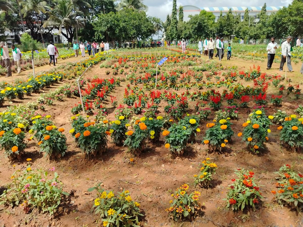 ಕೃಷಿ ಮೇಳದಲ್ಲಿ ಬೆಳೆಗಾರರ ಗಮನ ಸೆಳೆದ ಹೂವಿನ ಬೆಳೆಯ ಪ್ರಾಯೋಗಿಕ ತಾಕುಗಳು