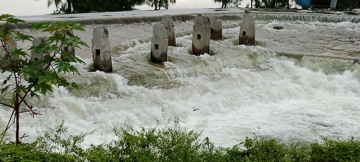 ಶುಕ್ರವಾರ ಸಂಜೆ ಜೋರಾಗಿ ಮಳೆ ಸುರಿದ ಪರಿಣಾಮ ದ್ವಾರಸಮುದ್ರ ಕೆರೆ ಕೋಡಿಯಲ್ಲಿ ಹಾಲ್ನೊರೆಯಂತೆ ನೀರು ಧುಮ್ಮಿಕ್ಕುತ್ತಿದೆ.