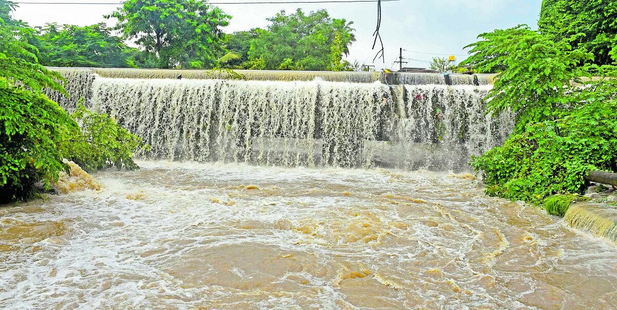 ಅಜ್ಜಂಪುರ ತಾಲ್ಲೂಕಿನ ದೊಡ್ಡಬೋಕಿ ಬಳಿ ಅಡಿಕೆ ತೋಟದಲ್ಲಿ ನೀರು ನಿಂತಿರುವುದು