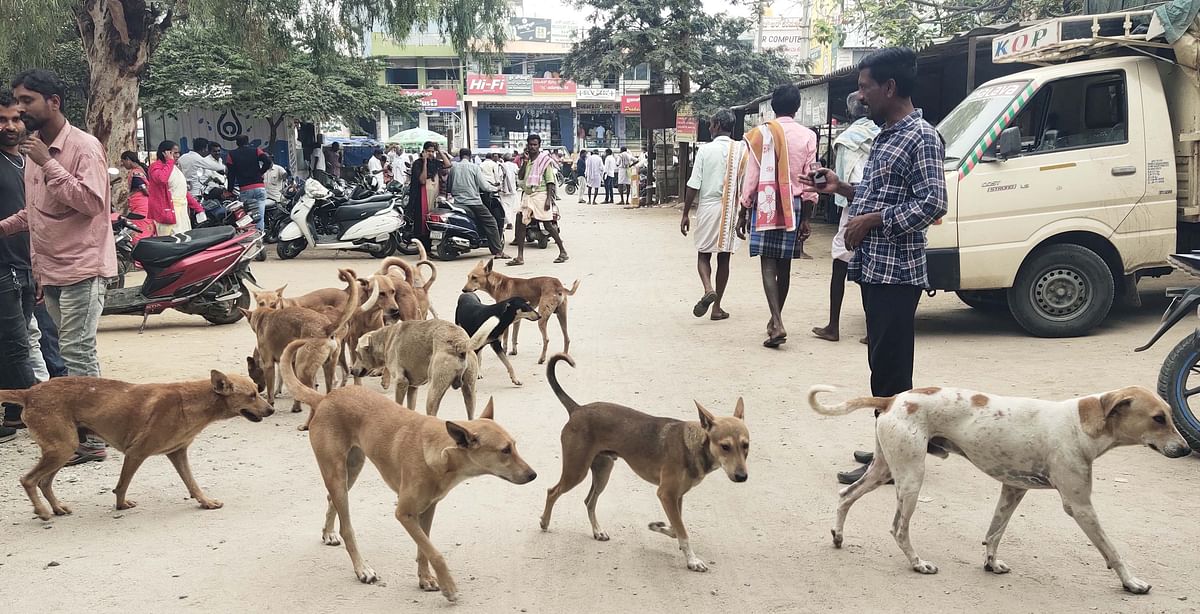 ಬೀದಿನಾಯಿಗಳ ಗುಂಪು ಅಡ್ಡಾದಿಡ್ಡಿಯಾಗಿ ಬೀಡುಬಿಟ್ಟಿರುವುದು.