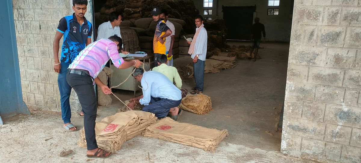 ತಂಬಾಕು ಬೇಲ್ ಕಟ್ಟಲು ರೈತರು ಗೋಣಿಚೀಲದ ತಾಟುಗಳನ್ನು ಪಡೆಯುತ್ತಿರುವುದು.