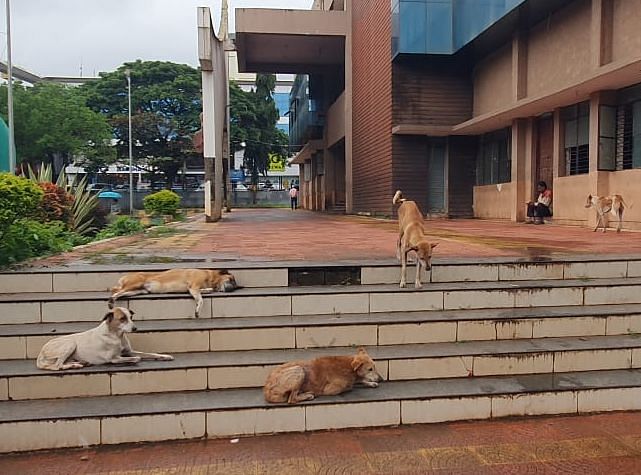 ಧಾರವಾಡದ ಕಡಪಾ ಮೈದಾನದ ಕಲಾ ಭವನದ ಮೆಟ್ಟಿಲುಗಳ ಮೇಲೆ ನಾಯಿಗಳು