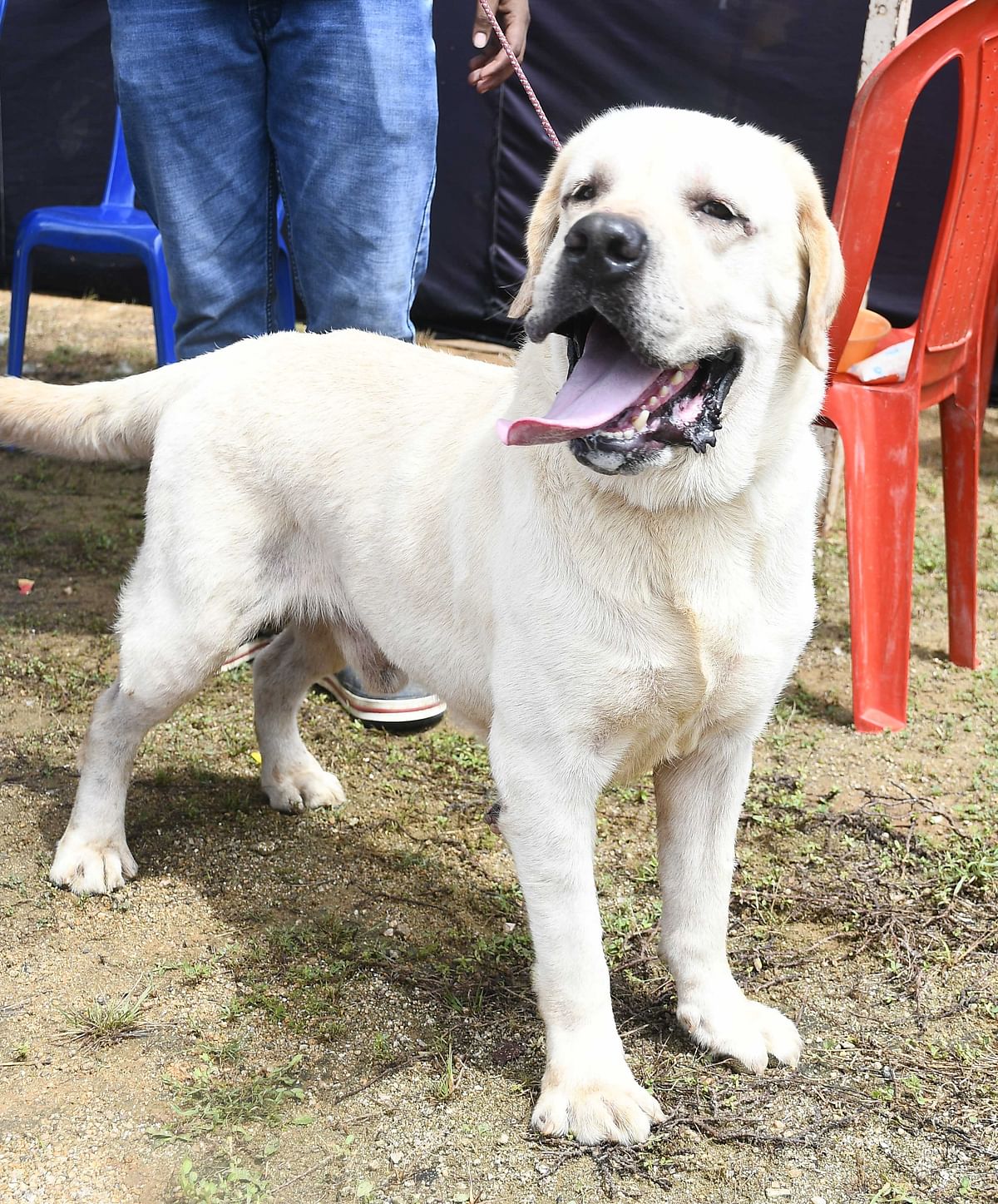 ಶ್ವಾನ ಪ್ರದರ್ಶನದಲ್ಲಿ ಗಮನ ಸೆಳೆದ ನಾಯಿಗಳು