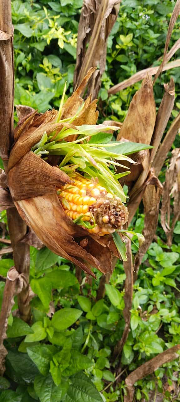 ಕಲಘಟಗಿ ತಾಲ್ಲೂಕಿನ ತಬಕದಹೊನ್ನಳ್ಳಿ ಗ್ರಾಮದ ರೈತರ ಜಮೀನಿನಲ್ಲಿ ಹಾಳಾದ ಮೆಕ್ಕೆಜೋಳದ ತೆನೆ