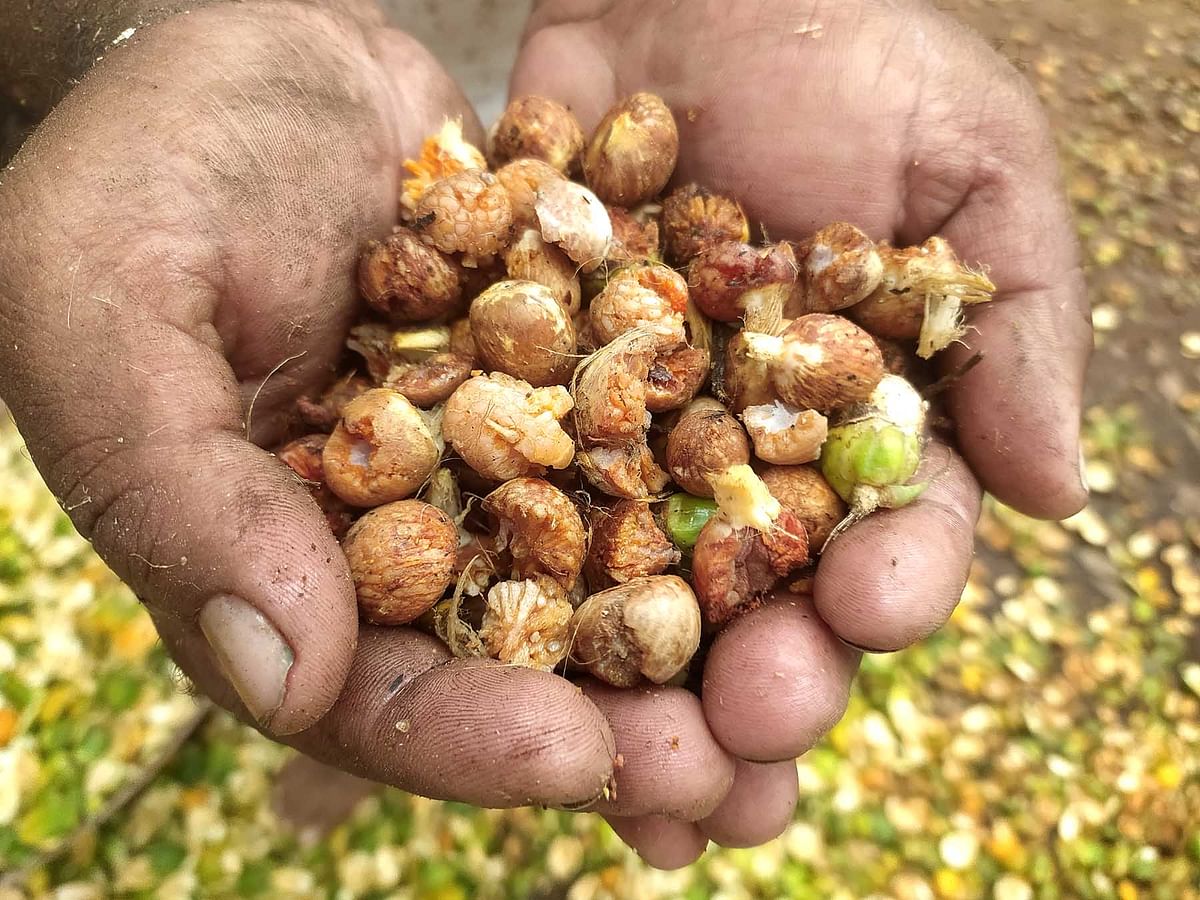 ಅಡಿಕೆ ಸಿಪ್ಪೆ ರಾಶಿಯಲ್ಲಿ ಸಿಗುವ ಅಡಿಕೆ ಚೂರುಗಳು