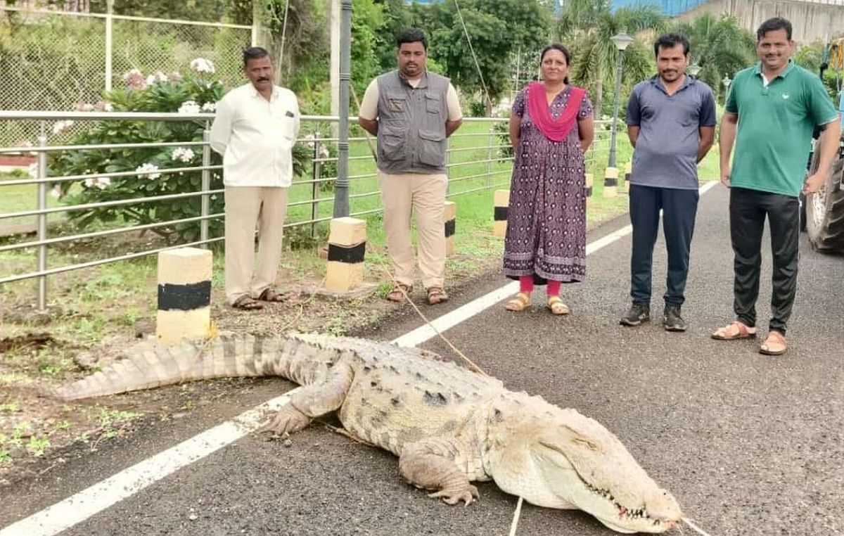 ಆಲಮಟ್ಟಿ ಅಣೆಕಟ್ಟೆಯ ಕೆಳಭಾಗದ ಮೊಘಲ್ ಉದ್ಯಾನದ ಹತ್ತಿರ ಸೆರೆಯಾದ ಬೃಹತ್ ಮೊಸಳೆ