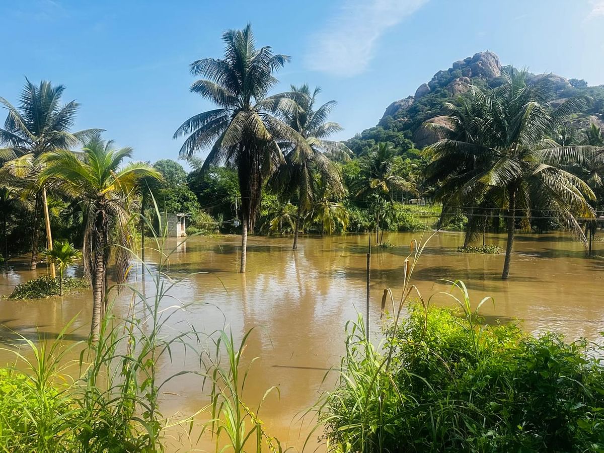 ರಾಮನಗರ ತಾಲ್ಲೂಕಿನ ಕೆ.ಪಿ. ದೊಡ್ಡಿಯಲ್ಲಿ ಅರ್ಕಾವತಿ ನದಿಯಂಚಿನಲ್ಲಿರುವ ಜಮೀನನಲ್ಲಿರುವ ತೆಂಗಿನತೋಟ ಜಲಾವೃತವಾಗಿದೆ