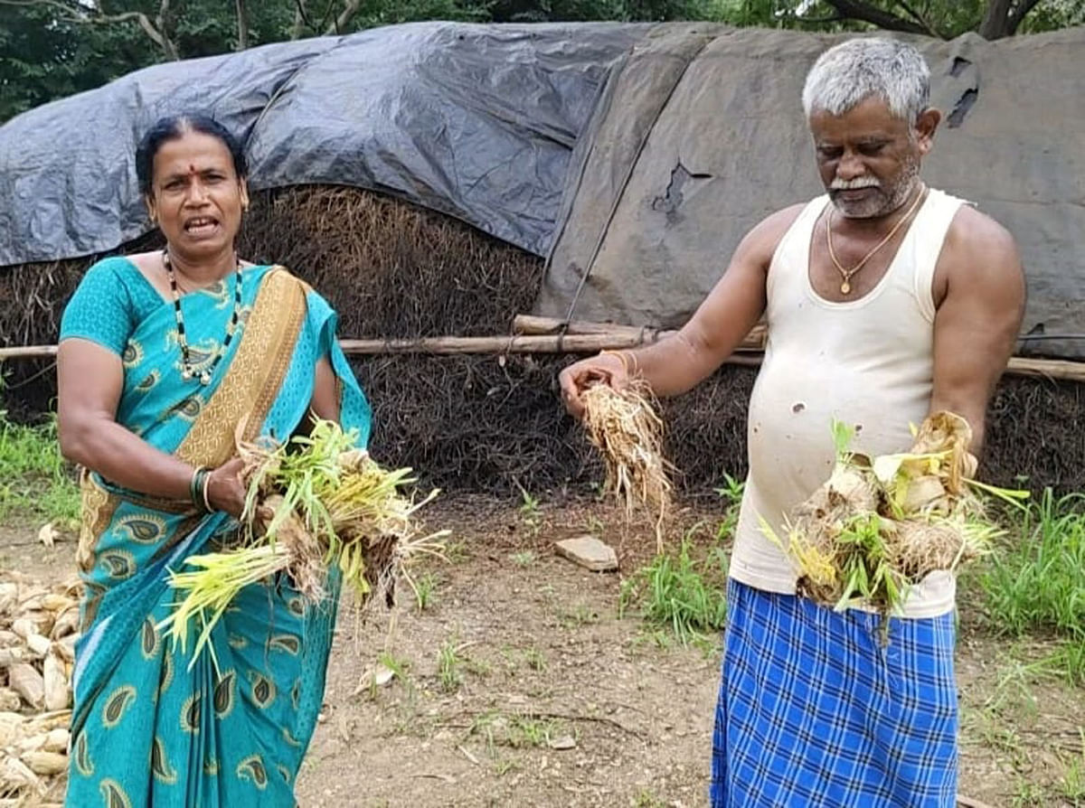 ಹೂವಿನಹಡಗಲಿ ತಾಲ್ಲೂಕು ಅಡವಿಮಲ್ಲನಕೇರಿ ರೈತ ಕಂದಗಲ್ ಹಾಲಪ್ಪ ಅವರ ತೆನೆರಾಶಿಯಲ್ಲಿ ಮೆಕ್ಕೆಜೋಳ ಮೊಳಕೆಯೊಡಿದಿರುವುದು.