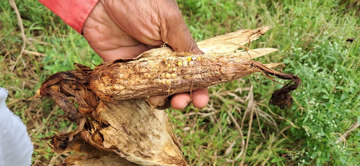 ಕಾಳು ಕಟ್ಟದೇ ಹಾಳಾಗಿರುವ ಮೆಕ್ಕೆಜೋಳ