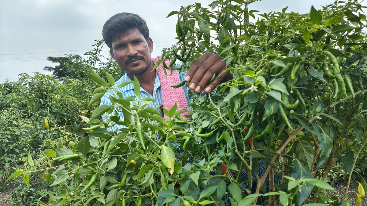 ಮೆಣಸಿನಕಾಯಿ ಬೆಳೆಯೊಂದಿಗೆ ಕೃಷಿಕ ಪ್ರಭುಗೌಡ ಪಾಟೀಲ