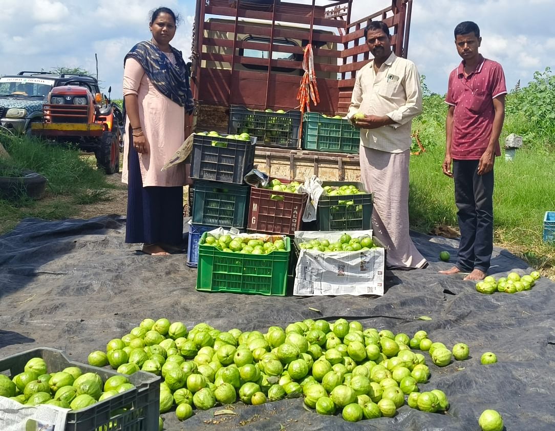 ಪ್ರಗತಿಪರ ರೈತ ಮಹಿಳೆ ಸುನೀತಾ ತಾವು ಬೆಳೆದ ಪೇರಲ ವನ್ನು ಮಾರುಕಟ್ಟೆಗೆ ಸಾಗಿಸಲು ಸಿದ್ದಗೊಳಿಸುತ್ತಿರುವುದು