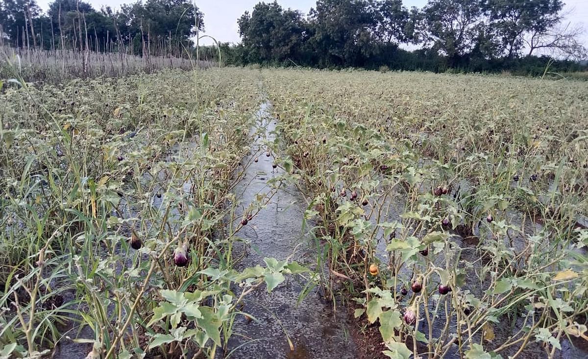 ರಾಣೆಬೆನ್ನೂರು ತಾಲ್ಲೂಕಿನ ದೇವರಗುಡ್ಡ ಗ್ರಾಮದ ಗಿರೀಶ ಪದಕಿ ಹಾಗೂ ಸಹೋದರರ ಜಮೀನು ಲಾವಣಿ ಮಾಡುತ್ತಿರುವ ಶಿಡಗನಾಳ ರೈತ ಉಮೇಶ ಬೆಳೆದ ಟೊಮೆಟೊ ಮುಳಗಾಯಿ ಬೆಳೆ ಹಾನಿಯಾಗಿದೆ 