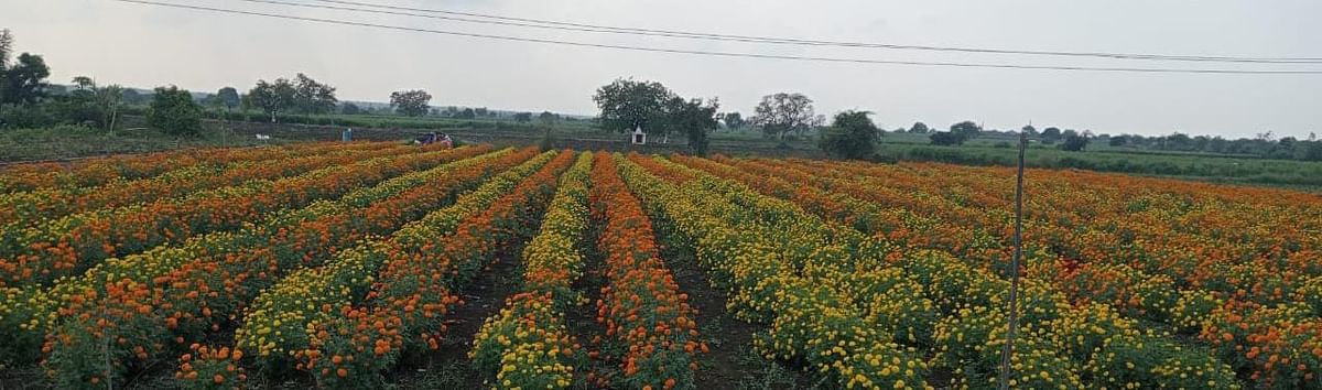 ಚೆಂಡು ಹೂವು ಬೆಳೆದಿರುವ ಕಮಲನಗರ ತಾಲ್ಲೂಕಿನ ಸಾವಳಗಿ ಗ್ರಾಮದ ರೈತ ಶೇಕ್ ಮುಸ್ತಫಾ 