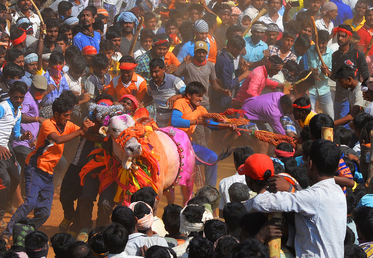 ಹೋರಿ ತಡೆಯುವ ಸ್ಪರ್ಧೆ ಚಿತ್ರ: ನಾಗೇಂದ್ರ ಮುತ್ಮುರ್ಡು