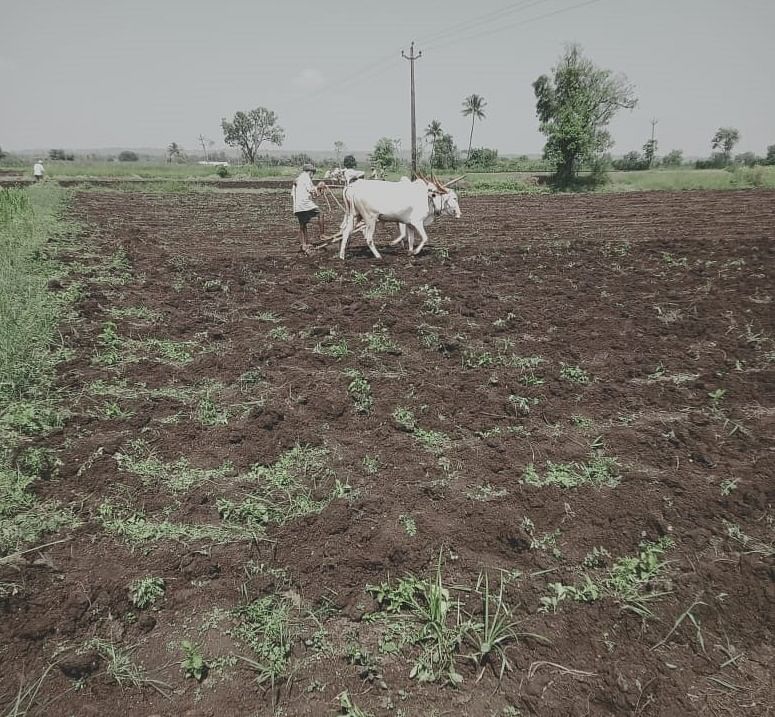 ಸಂಕೇಶ್ವರ ಸಮೀಪದ ಅಮ್ಮಣಗಿ ಗ್ರಾಮದ ರೈತರ ಹಿಂಗಾರು ಬಿತ್ತನೆಗಾಗಿ ಹೊಲ ಹದಗೊಳಿಸಿದರು