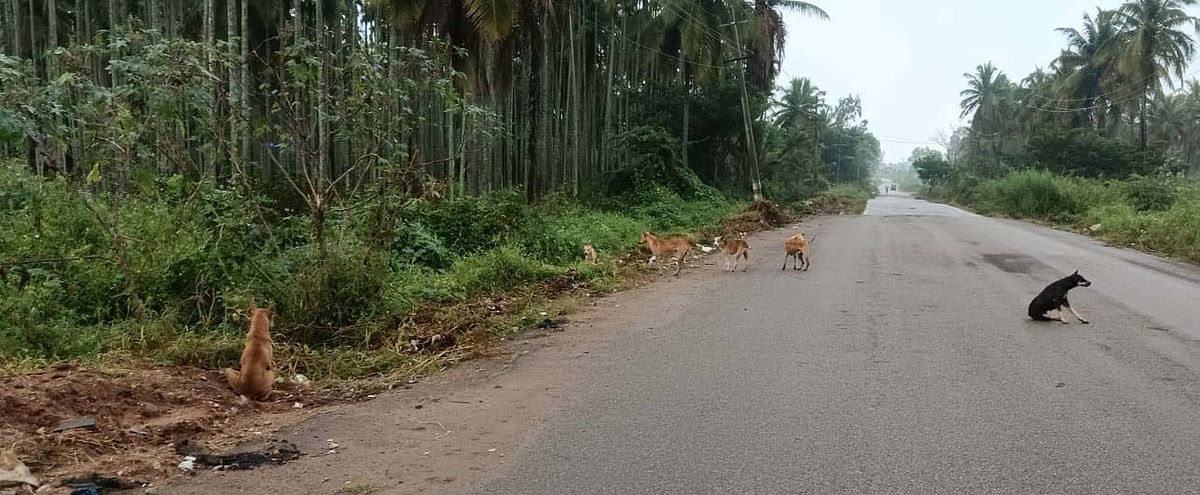 ಮಾಂಸದ ಅಂಗಡಿಯವರು ಮಾಂಸದ ತ್ಯಾಜ್ಯವನ್ನು ರಸ್ತೆ ಬದಿಯಲ್ಲಿ ಎಸೆದಿರುವುದರಿಂದ ಬೆಳಗಿನ ವೇಳೆ ನಾಯಿಗಳ ಹಿಂಡು ಮಾಂಸದ ತುಂಡುಗಳನ್ನು ತಿನ್ನಲ್ಲು ರಸ್ತೆಯಲ್ಲಿ ನಿಂತಿರುವುದು