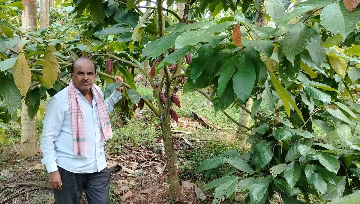 ಕೋಕೋ ಗಿಡದಲ್ಲಿ ಬೆಳೆದ ಹಣ್ಣುಗಳು