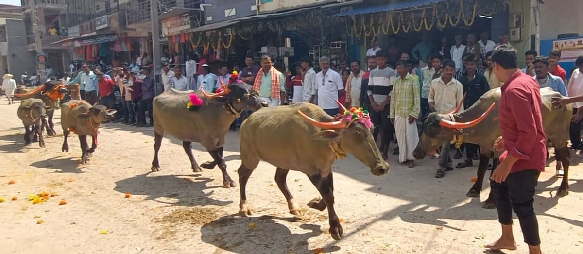 ಹರಪನಹಳ್ಳಿ ಭಾಗದಲ್ಲಿ ಗೌಳೇರ ಬೀದಿಗಳಲ್ಲಿ ನಡೆಯುವ ಎಮ್ಮೆಗಳ ಮೆರವಣಿಗೆ