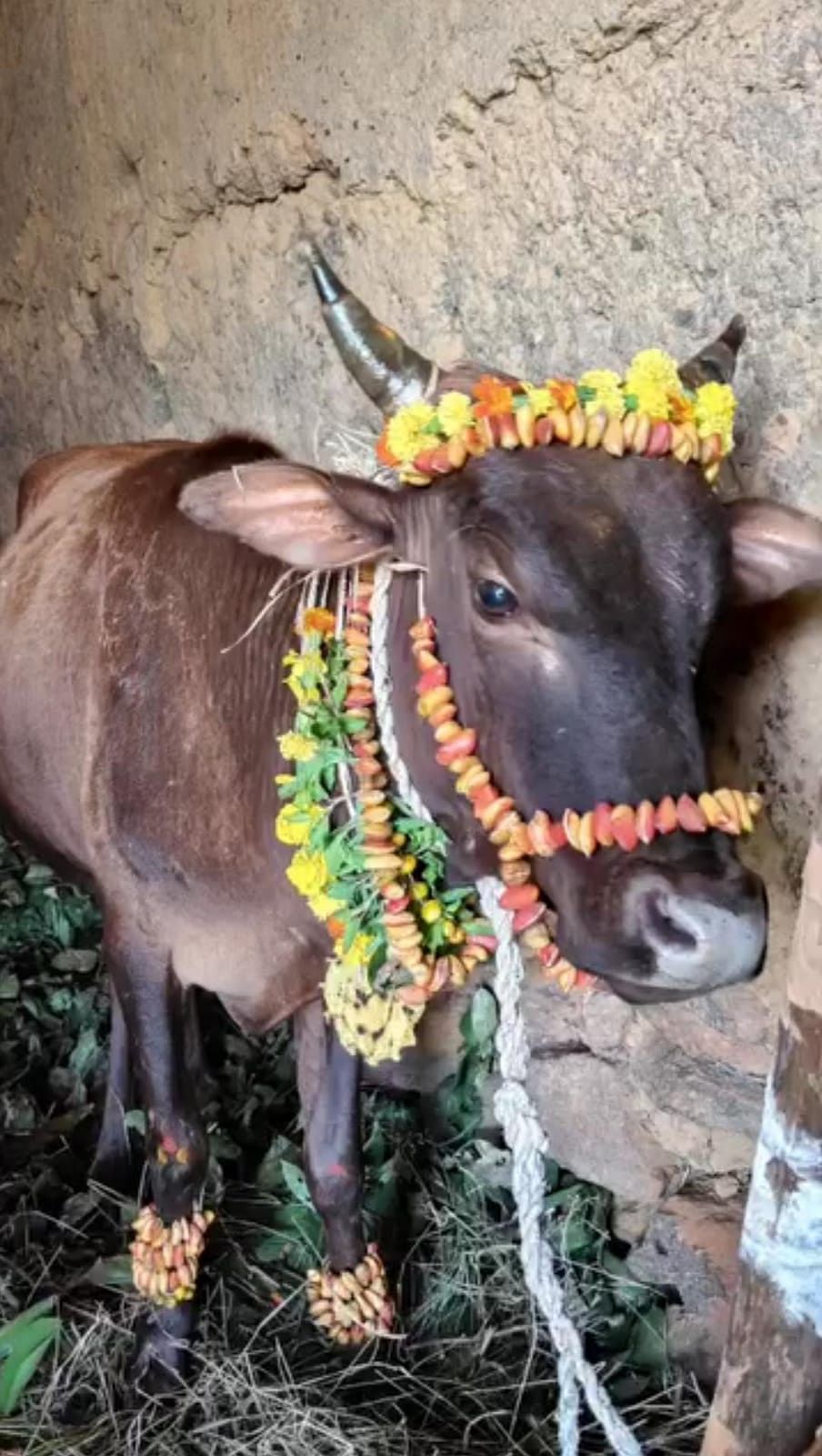 ಮಲೆನಾಡಿನ ದೀಪಾವಳಿ ಚಿತ್ರಗಳು