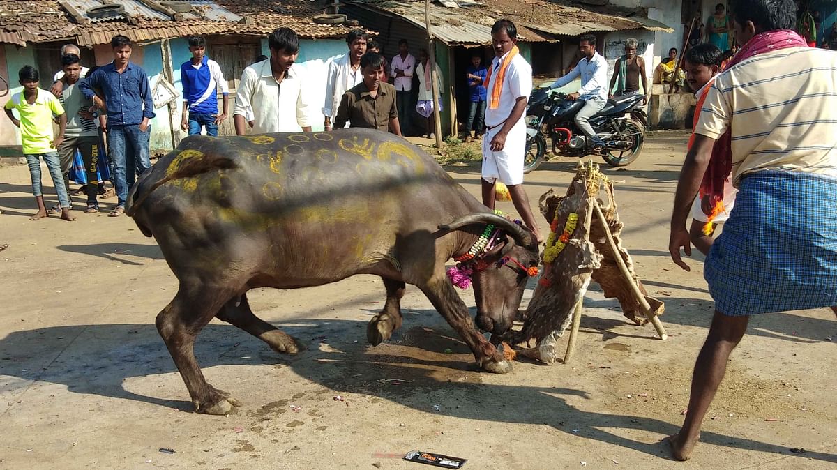 ದೀಪಾವಳಿ ಅಂಗವಾಗಿ ಹಾನಗಲ್‌ ತಾಲ್ಲೂಕಿನಲ್ಲಿ ನಡೆಯುವ ಎಮ್ಮೆ ಕಾಳಗ ದೃಶ್ಯ