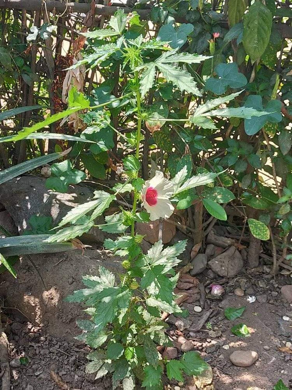 ಪುಂಡಿ ಗಿಡ