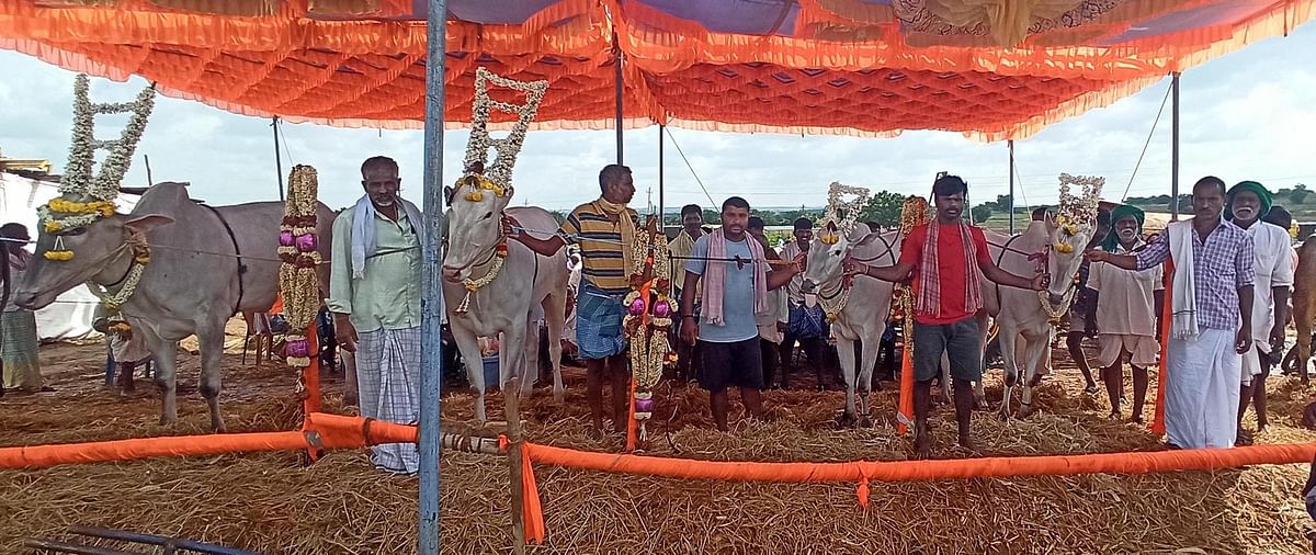 ರಾಣೆಬೆನ್ನೂರು ತಾಲ್ಲೂಕಿನ ದೇವರಗುಡ್ಡ ದಸರಾ ಜಾನುವಾರು ಜಾತ್ರೆಗೆ ಆಗಮಿಸಿದ ರಾಸುಗಳು 