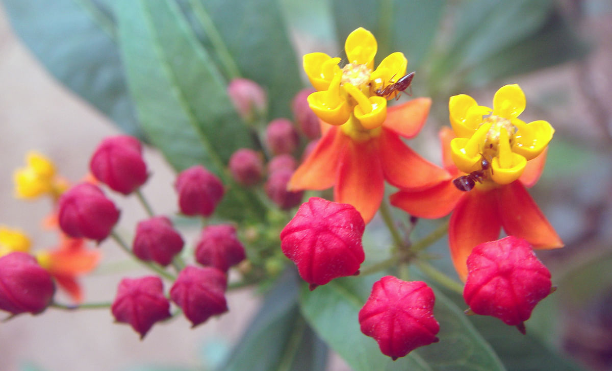 ಕೆಂಪು ಹಳದಿ ವರ್ಣದ ಸಿಂಚನದಲ್ಲಿ  ಜರ್ಬೆರಾ ಹೂ