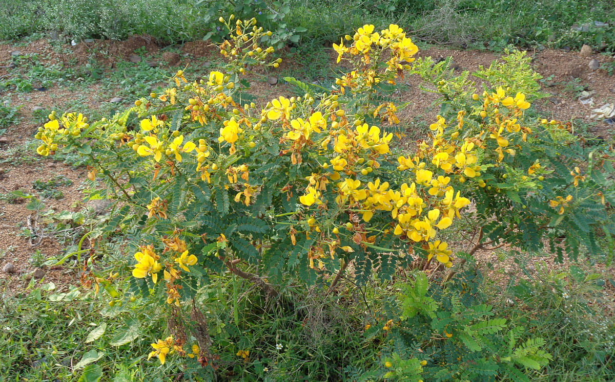 ಅಂಗಳಕ್ಕೆ ಚೆಲ್ಲುವ ತಂಕಟೆ ಹೂ