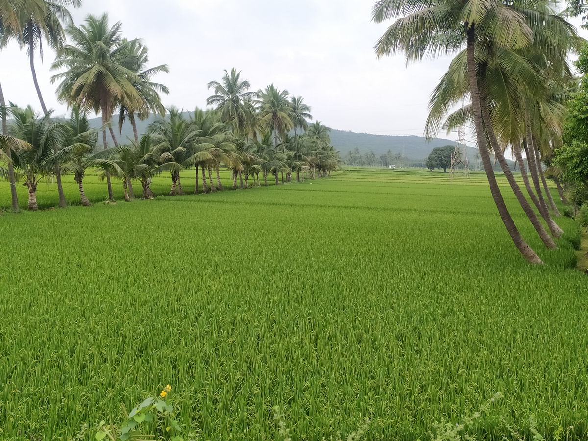 ಮುನಿರಾಬಾದ್ ಸಮೀಪ ಹಿಟ್ನಾಳ ಟೋಲ್ ಪ್ಲಾಜಾ ಬಳಿ ಕಂಡುಬರುವ ಹಸಿರುಮಯ ಭತ್ತದ ಗದ್ದೆಗಳು