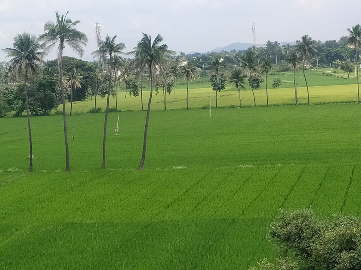 ಮುನಿರಾಬಾದ್ ಸಮೀಪ ಹಿಟ್ನಾಳ ಟೋಲ್ ಪ್ಲಾಜಾ ಬಳಿ ಕಂಡುಬರುವ ಹಸಿರುಮಯ ಭತ್ತದ ಗದ್ದೆಗಳು