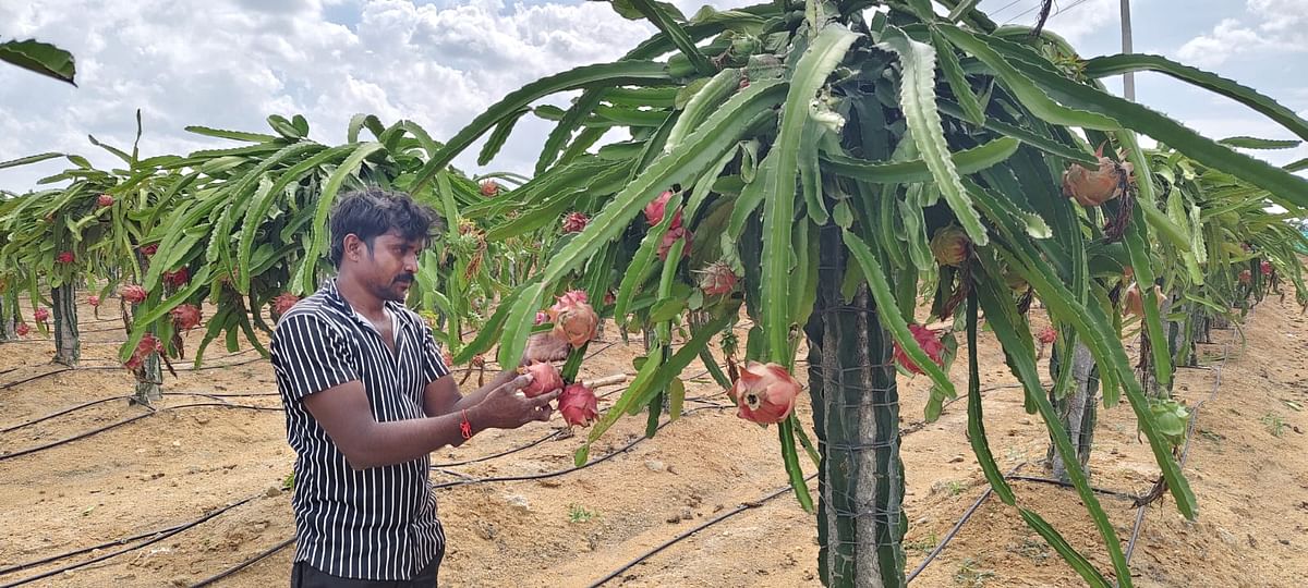 ಬಂಗಾರಪೇಟೆ ತಾಲ್ಲೂಕಿನ ಬೂದಿಕೋಟೆಯ ಹೋಬಳಿಯ ನತ್ತಬೆಲೆ ನಾಗೇಶ ತೋಟದಲ್ಲಿ ಬೆಳೆದ ಡ್ರ್ಯಾಗನ್ ಪ್ರೂಟ್ ಗಿಡಗಳು