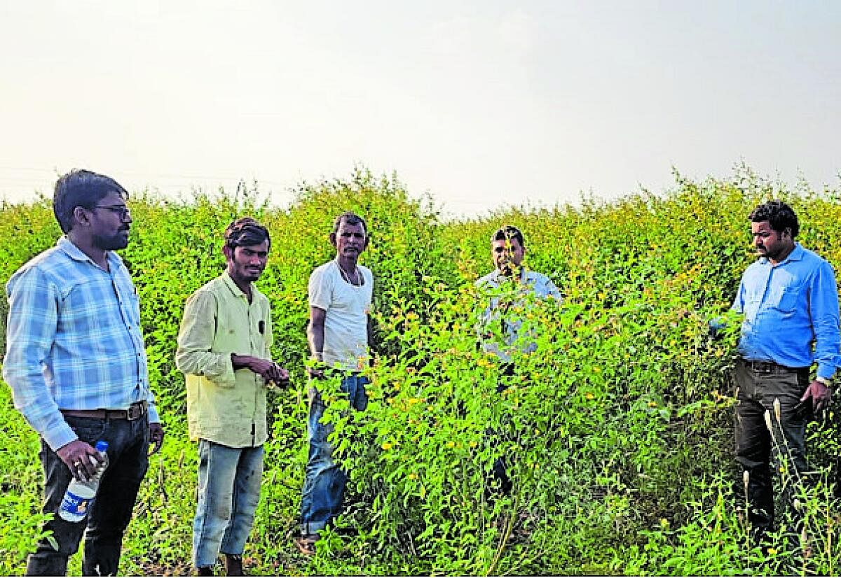 ಗುರುಮಠಕಲ್‌ ತಾಲ್ಲೂಕಿನ ಕೊಂಕಲ್‌ ಗ್ರಾಮದ ತೊಗರಿ ಹೊಲಕ್ಕೆ ಭೇಟಿ ನೀಡಿ ಪರಿಶೀಲಿಸಿದ ಕವಡಿಮಟ್ಟಿಯ ಕೃಷಿ ವಿಜ್ಞಾನಿಗಳು