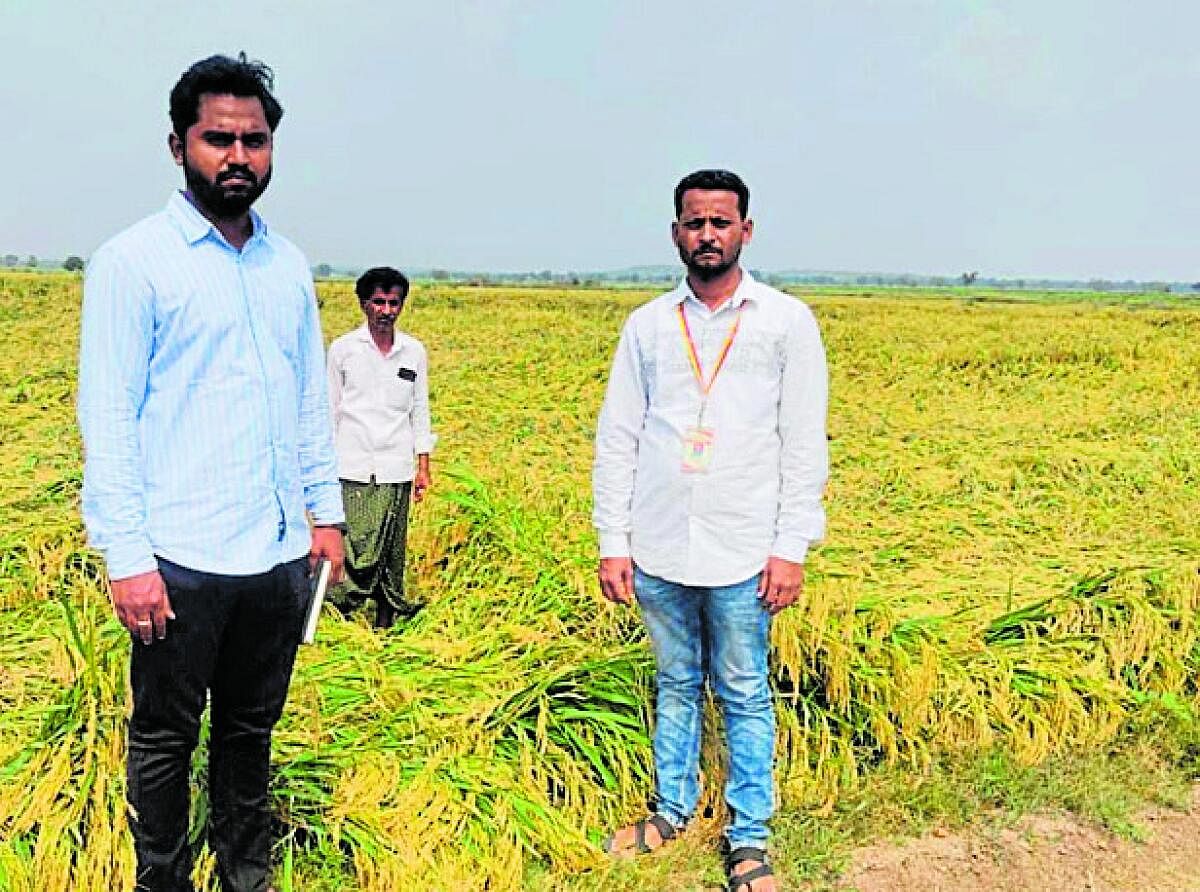 ಹುಣಸಗಿ ತಾಲ್ಲೂಕಿನ ಬೆನಕನಹಳ್ಳಿ ಗ್ರಾಮದಲ್ಲಿ ಗಾಳಿ ಮತ್ತು ಮಳೆಗೆ ಭತ್ತ ನೆಲಕ್ಕೆ ಉರುಳಿದ್ದು, ಅಧಿಕಾರಿಗಳು ಭೇಟಿ ನೀಡಿ ಸರ್ವೆ ನಡೆಸಿದರು