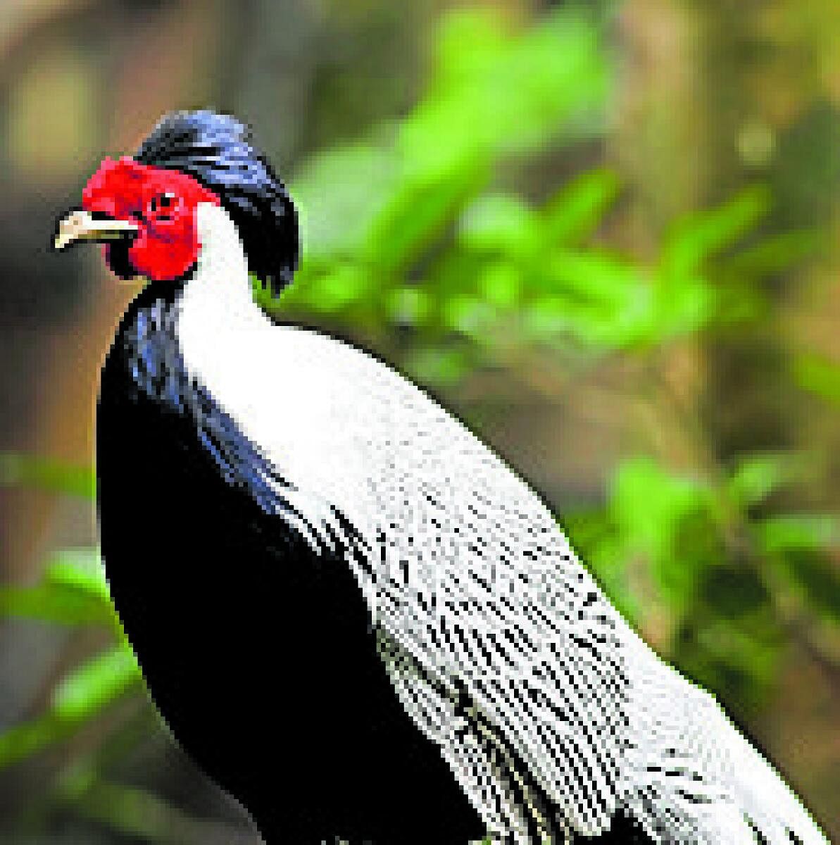 ಪಿಲಿಕುಳಕ್ಕೆ ಒಡಿಶಾದಿಂದ ಬಂದಿರುವ ಪಕ್ಷಿಗಳು