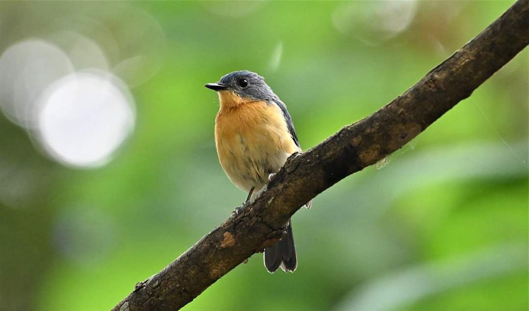 ನೊಣಹಿಡುಕ