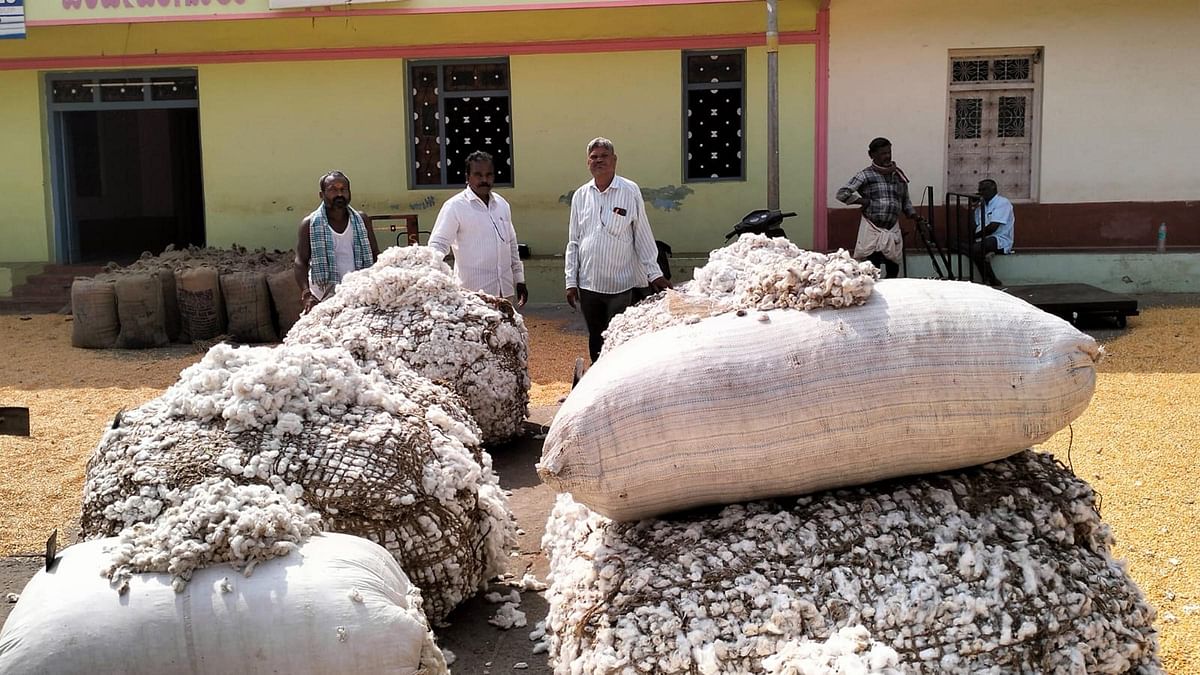 ರಾಣೆಬೆನ್ನೂರಿನ ಎಪಿಎಂಸಿ ಆವರಣದಲ್ಲಿ ರೈತರು ಮಾರಾಟಕ್ಕೆ ತಂದ ಹತ್ತಿ ಅಂಡಿಗೆಗಳು