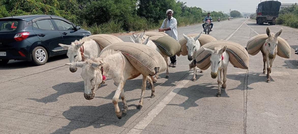 ರೈತರು ಬೆಳೆದ ಬೆಳೆಗಳನ್ನು ಸಾವಳಗಿಯಿಂದ ಮಹಾರಾಷ್ಟ್ರದ ಮಾರುಕಟ್ಟೆಗೆ  ಕತ್ತೆಗಳ ಮೇಲೆ ತೆಗೆದುಕೊಂಡು ಹೋಗುತ್ತಿರುವ ಹಣಮಂತ ಮಡಿವಾಳ