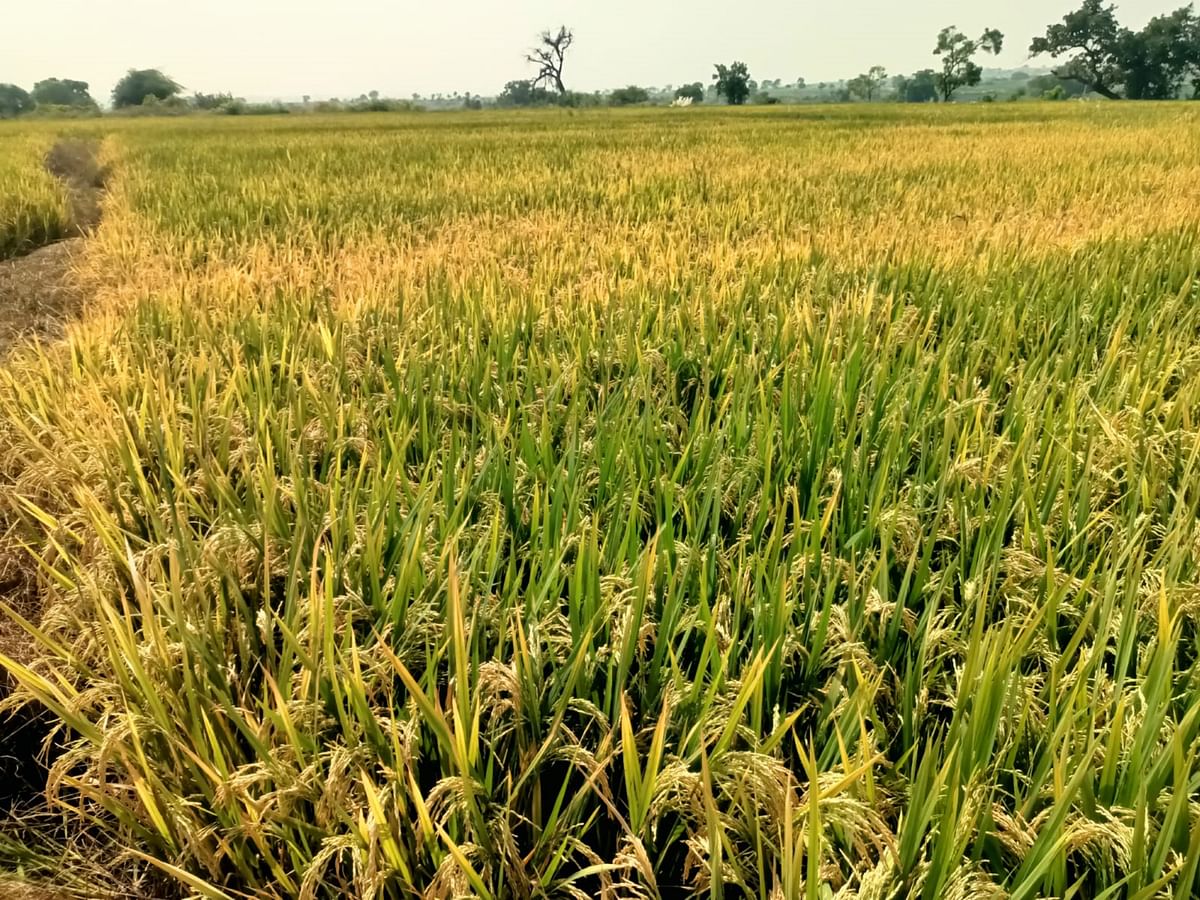 ಹುಣಸಗಿ ಪಟ್ಟಣ ಹೊರವಲಯದಲ್ಲಿ ಬೆಳೆದಿರುವ ಭತ್ತ