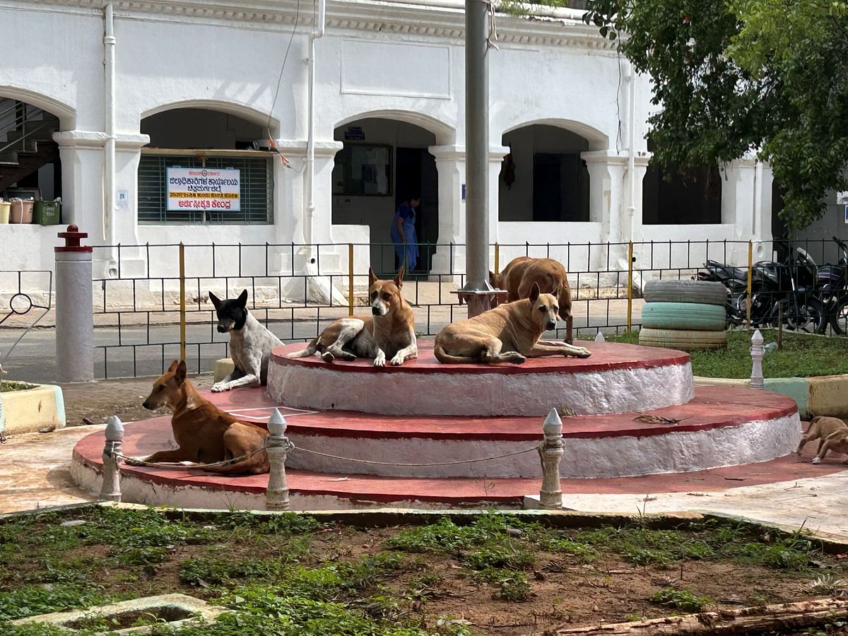 ಜಿಲ್ಲಾಧಿಕಾರಿ ಕಚೇರಿ ಮುಂಭಾಗದಲ್ಲೇ ಬೀದಿನಾಯಿಗಳು ವಿಶ್ರಾಂತಿ ಪಡೆಯುತ್ತಿರುವುದು