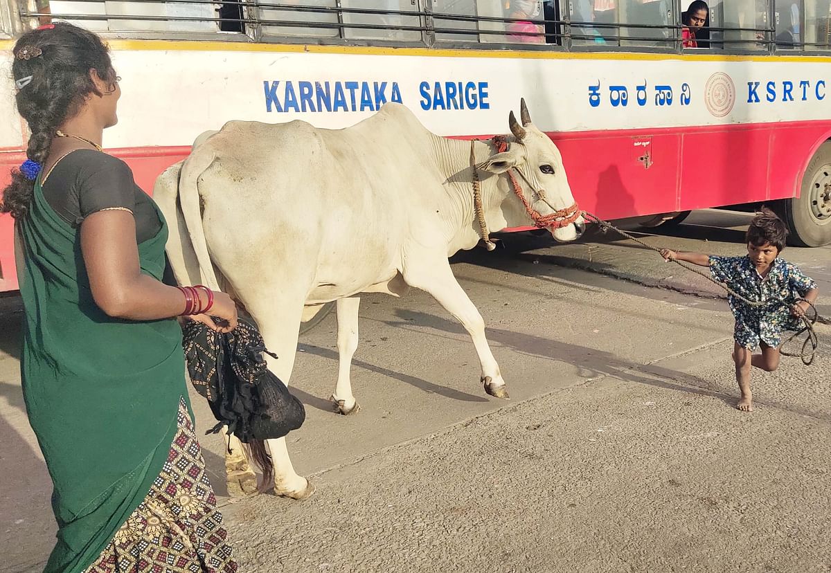 ಬಾಗೇಪಲ್ಲಿ ಬಸ್ ನಿಲ್ದಾಣದಲ್ಲಿ ಕಿಟಕಿ ಬಳಿ ಬಾಲಕ ಹಸು ಹಿಡಿದಿರುವುದು