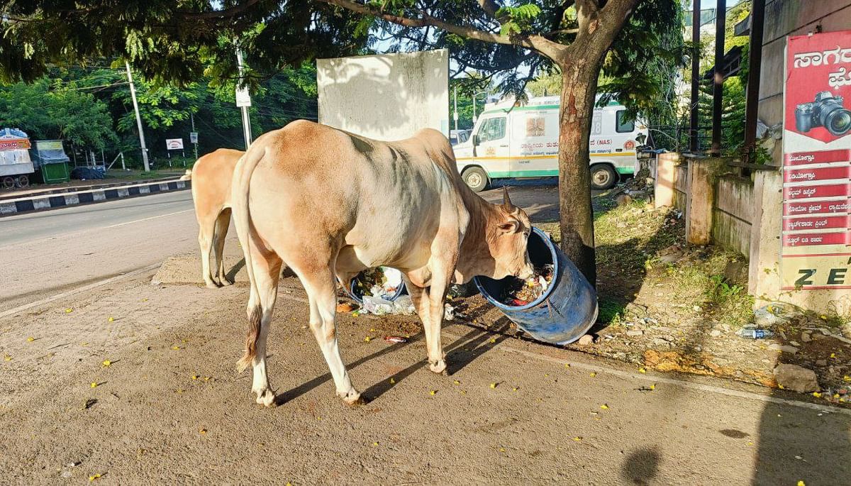 ಚಿಕ್ಕೋಡಿ ಪಟ್ಟಣದ ಸರ್ಕಾರಿ ಆಸ್ಪತ್ರೆ ಬಳಿಯಲ್ಲಿ ಕಸ ತುಂಬಿದ ಬ್ಯಾರಲ್‌ಗೆ ಬಾಯಿ ಹಾಕಿದ ಬಿಡಾಡಿ ದನ